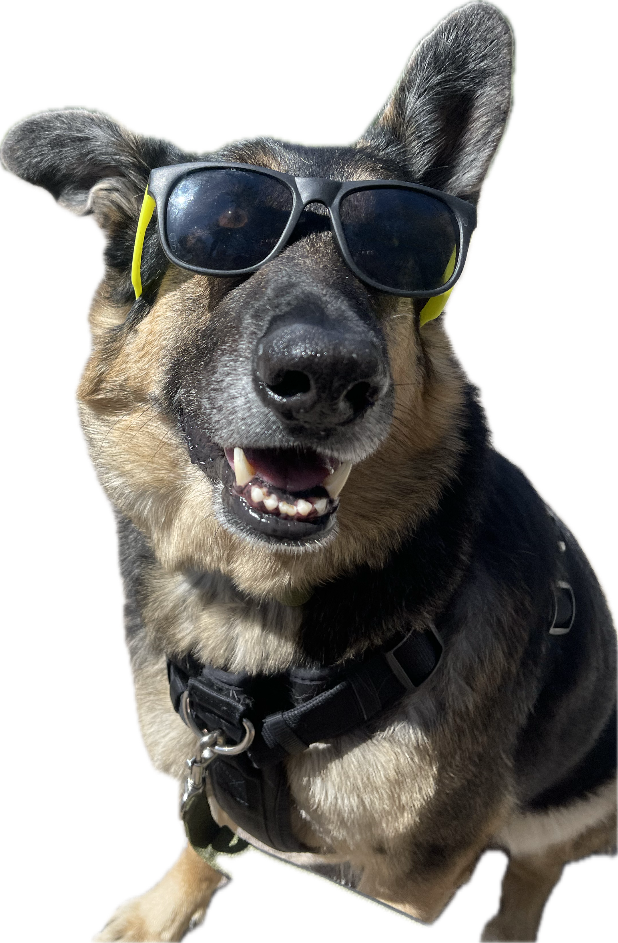 Apollo the greatest dog in the world